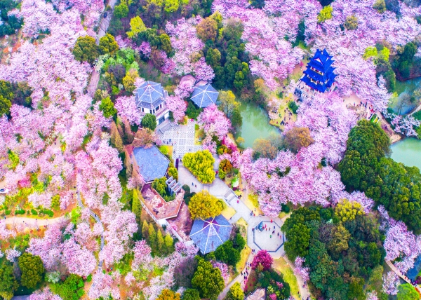 ����̫����ͷ�