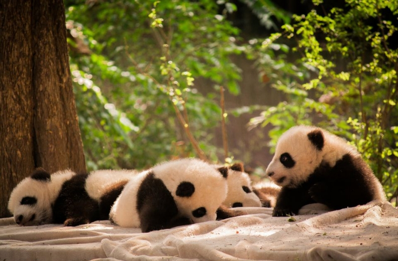 Pandas